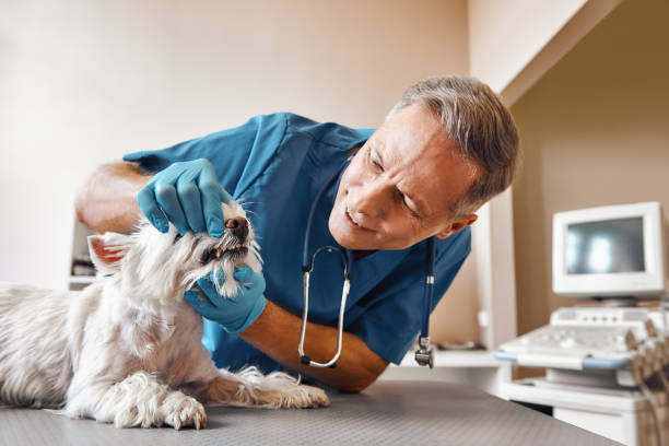 Best Broken or Cracked Tooth Emergency Dentist in Blissfield, MI